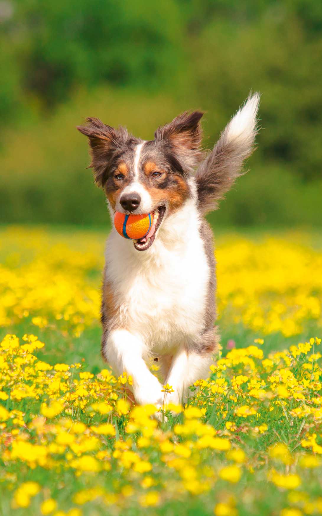 Comment occuper son chien ce week-end ? 7 idées simples et efficaces