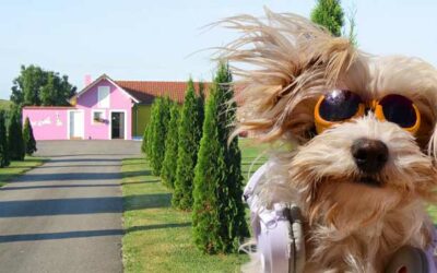 Pension de Vermont : un lieu de confiance pour le bien-être de votre animal